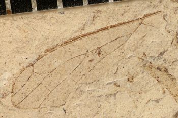 Media type: image;   Entomology PALE-3068